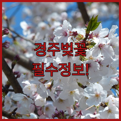 경주 벚꽃 여행 필수 정보 및 장소별 관람료