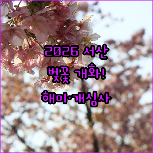 2026 서산 벚꽃 개화 시기 및 해미천 개심사 방문 정보